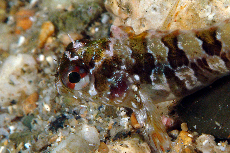 Piccolo blennide (Parablennius gattorugine)